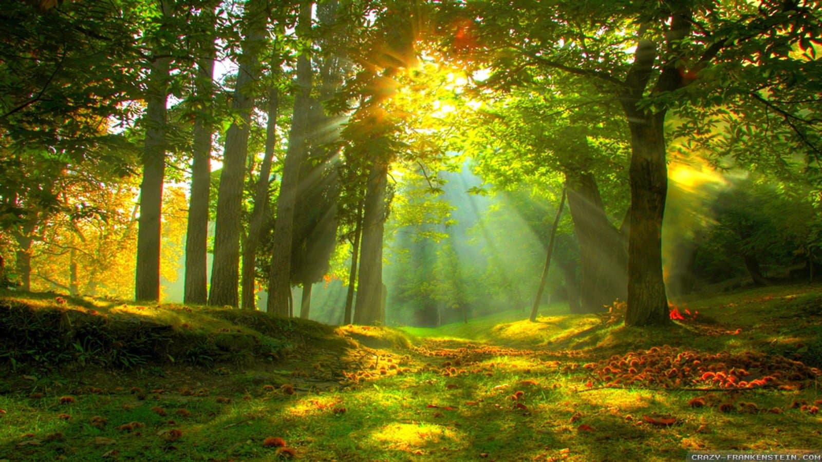 The sun coming through trees in a serene forest